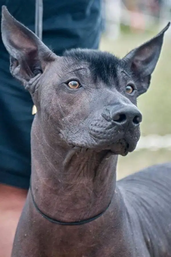 Xoloitzcuintli: Sacred Dog of the Ancient Mexicans – Mexico Unexplained