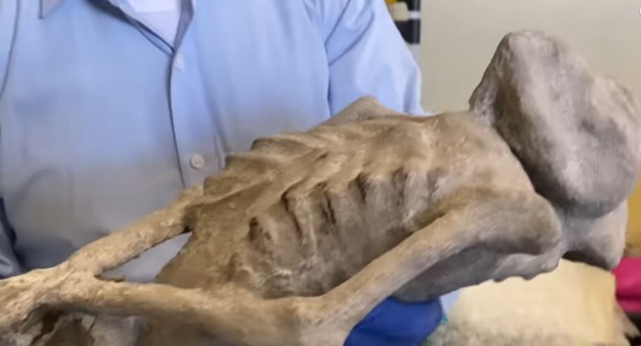 Citlaltemini, the Alien Mummy from Guerrero – Mexico Unexplained